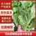 河北邯郸精品意大利生菜产地发货一手货源批发品质保证价格美