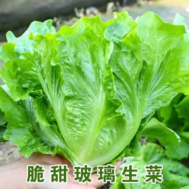 河北邯郸精品意大利生菜产地发货一手货源批发品质保证价格美