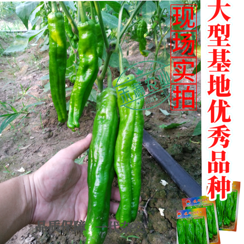 畅销马嘴型薄皮辣椒种子泡椒菜椒搞病高产青椒种籽薄皮脆嫩