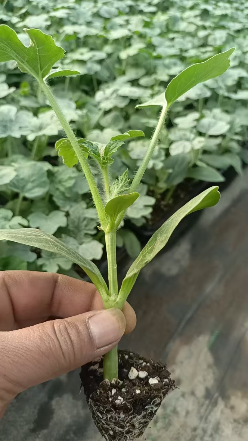 美都西瓜苗8424嫁接西瓜苗亦丰种业质量保证技术指导欢迎