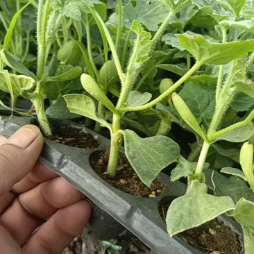 美都西瓜苗8424嫁接西瓜苗亦丰种业质量保证技术指导欢迎