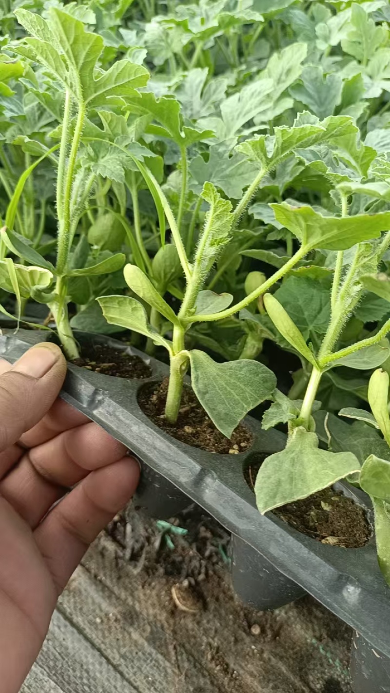 美都西瓜苗8424嫁接西瓜苗亦丰种业质量保证技术指导欢迎