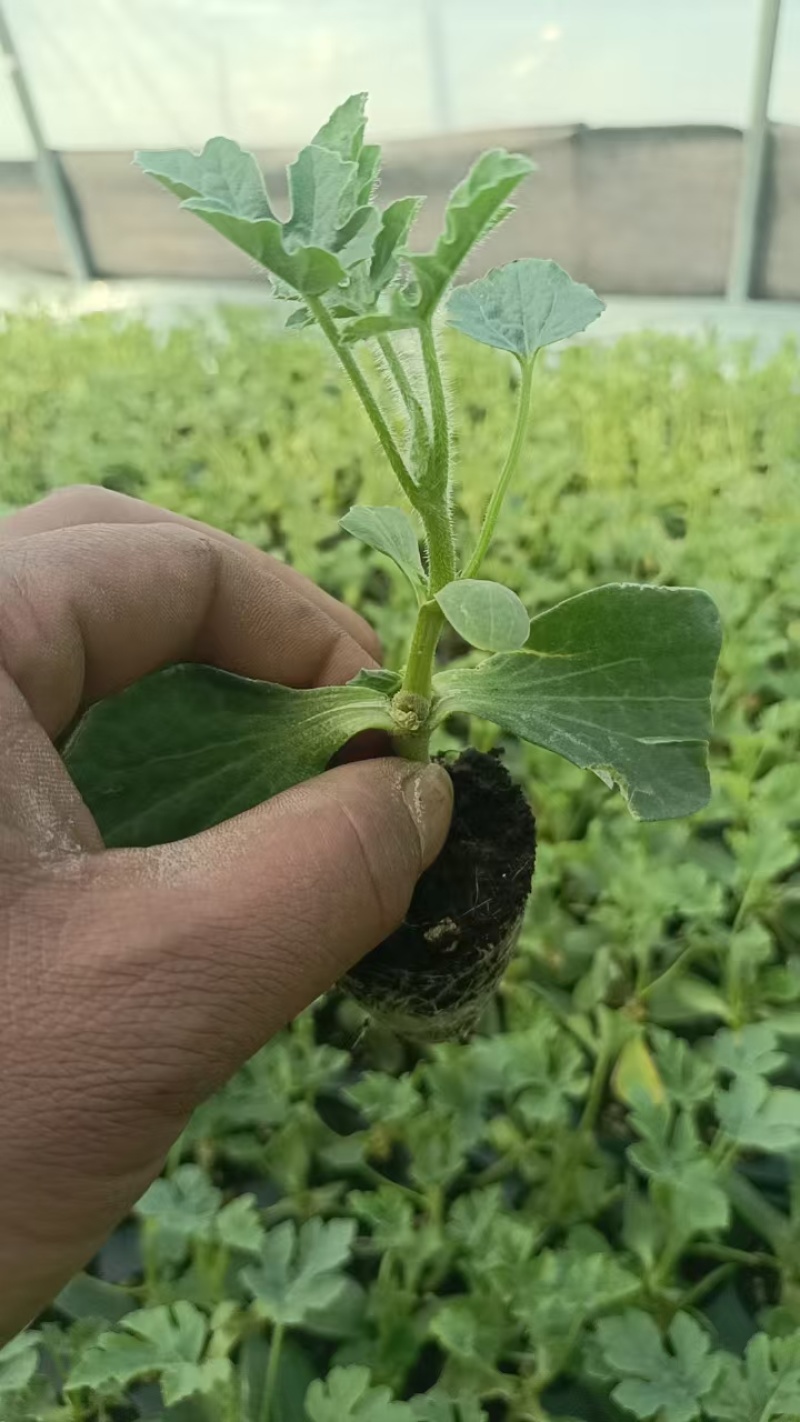 美都西瓜苗8424嫁接西瓜苗亦丰种业质量保证技术指导欢迎