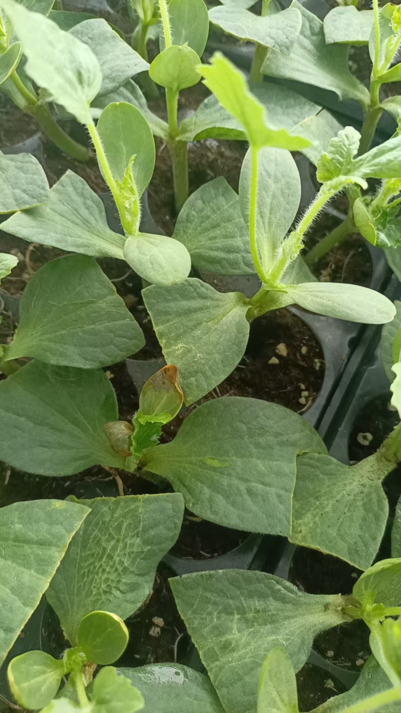 美都西瓜苗8424嫁接西瓜苗亦丰种业质量保证技术指导欢迎