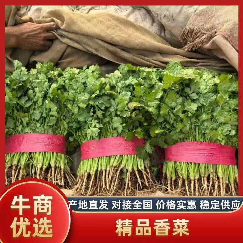 【精品】大叶香菜香菜河北产地直发全国供应可视频看货