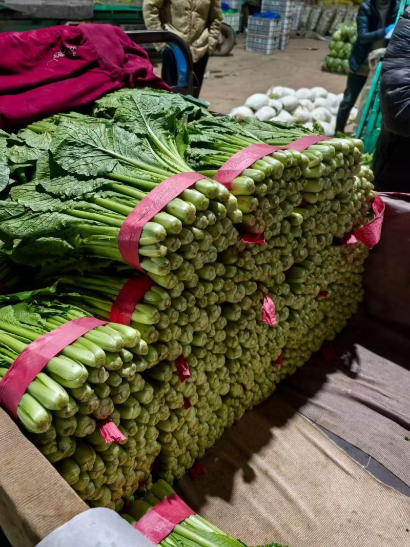 河北邯郸【小白菜】产地直发保质保量可供商超市场保质保量