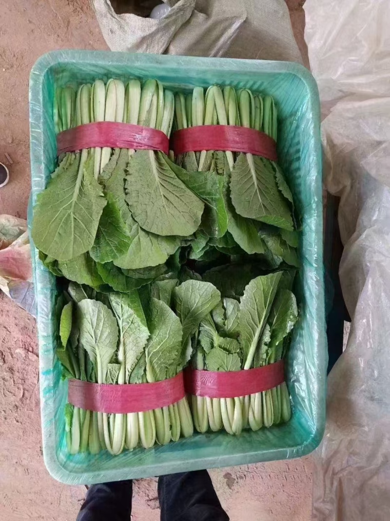 河北邯郸【小白菜】产地直发保质保量可供商超市场保质保量