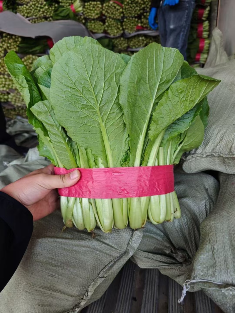 河北邯郸【小白菜】产地直发保质保量可供商超市场保质保量