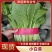 河北邯郸【小白菜】产地直发保质保量可供商超市场保质保量
