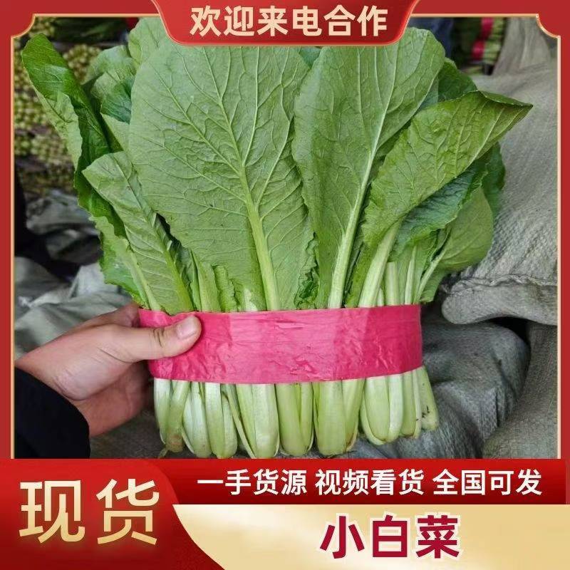 河北邯郸【小白菜】产地直发保质保量可供商超市场保质保量