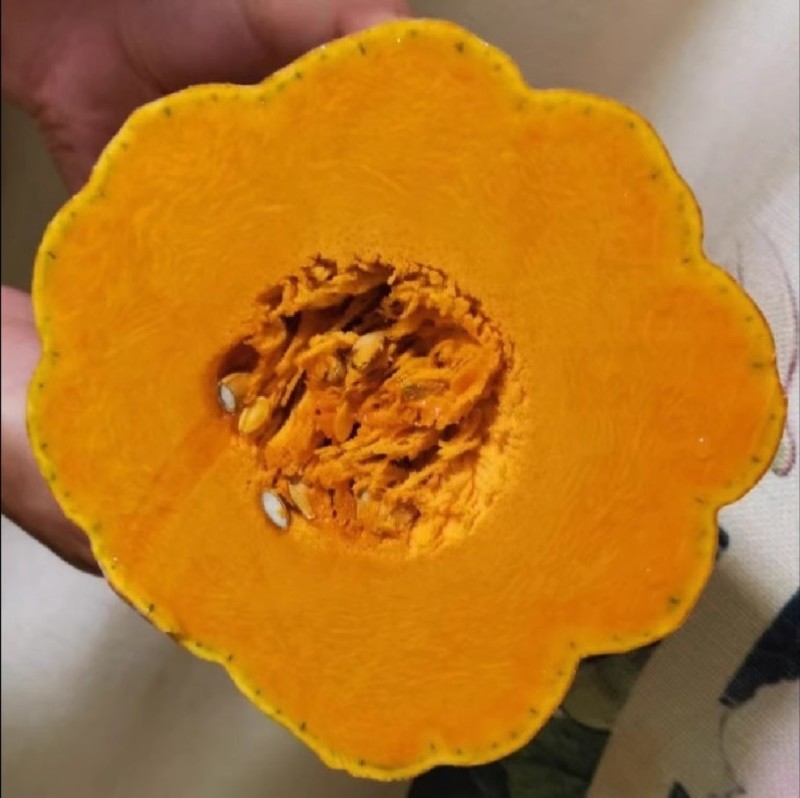 大果蜜本南瓜种子易坐果质粉细腻糖分高腊粉重耐贮运