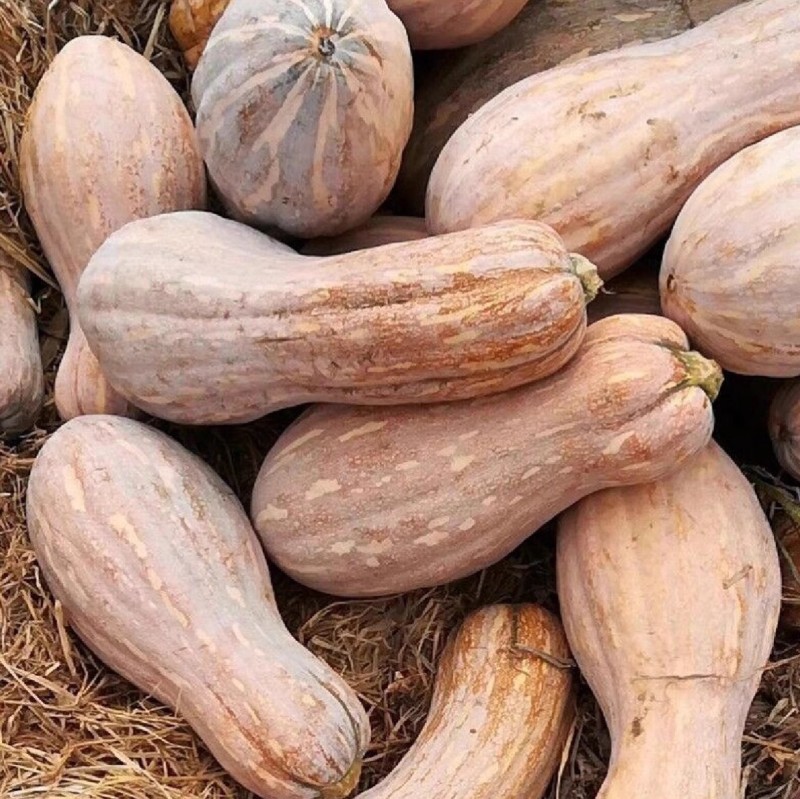 大果蜜本南瓜种子易坐果质粉细腻糖分高腊粉重耐贮运