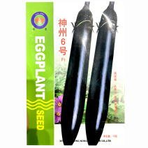 神州6号黑长茄种子黑紫色早熟高产黑优亮露地温室兼用