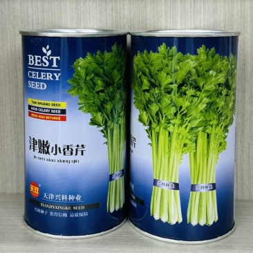 津嫩小香芹种子早熟黄绿色嫩脆味浓四季种植