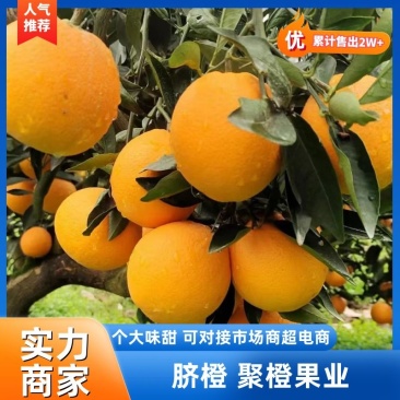湖北脐橙湖北橙子现摘现发，量大从优（可视频看货）发全国