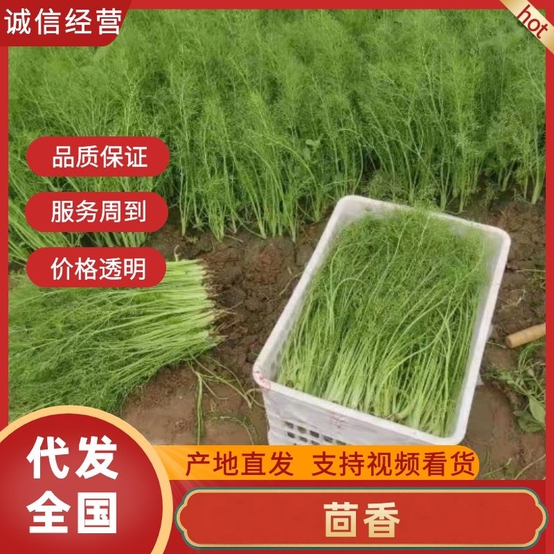 精品茴香产地直发货源充足品质保障欢迎选购对接全国