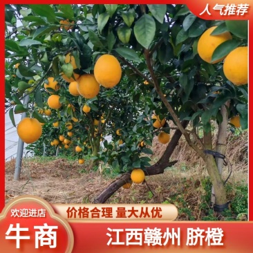 《江西脐橙》赣南脐橙/电商团购一件代发日供应2万单便宜