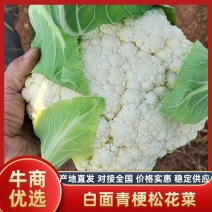 菜花，精品实花紧花！量大，支持各种车型！欢迎来电咨询