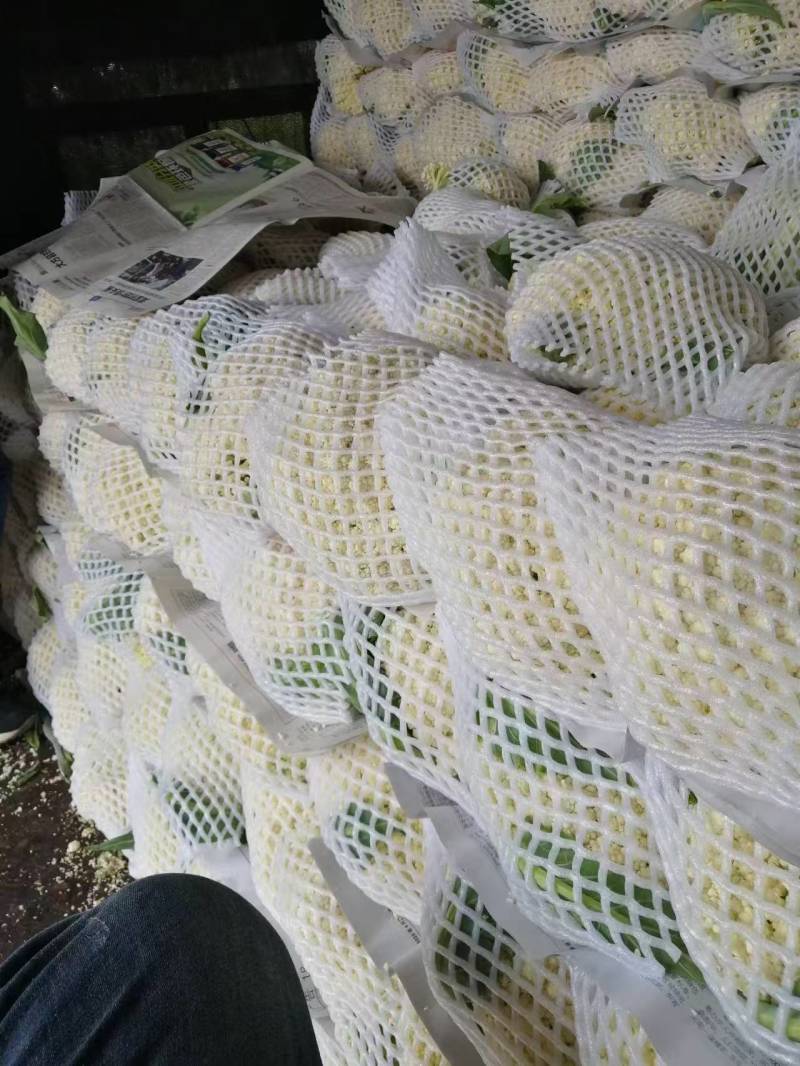 小米粒菜花白面青梗松花菜农家直供，健康美味，快来选购！