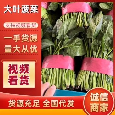 【精品】山东大叶菠菜货量充足对接各大电商平台市场