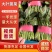 【精品】山东大叶菠菜货量充足对接各大电商平台市场
