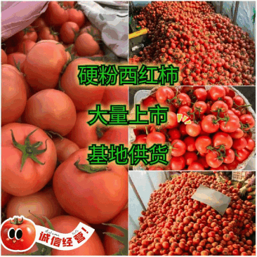 精品西红柿山东产地直供质量保证货源充足可视频看货