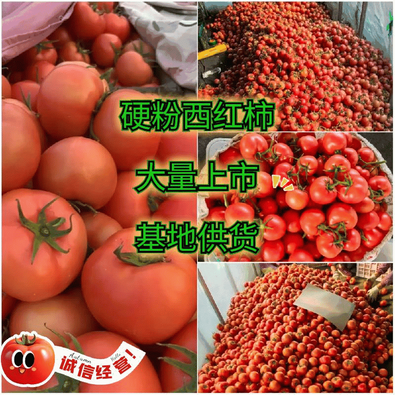 精品西红柿山东产地直供质量保证货源充足可视频看货