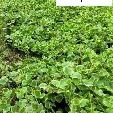 成都苗圃供应花叶蔓长春基地直销30-120公分现货
