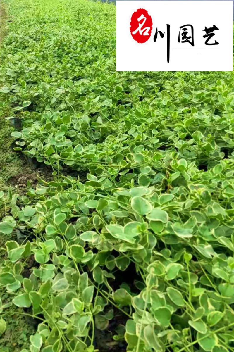 成都苗圃供应花叶蔓长春基地直销30-120公分现货
