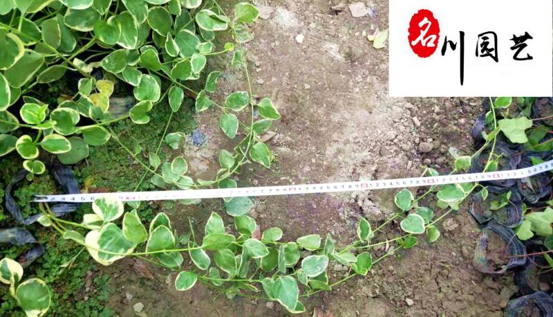 成都苗圃供应花叶蔓长春基地直销30-120公分现货