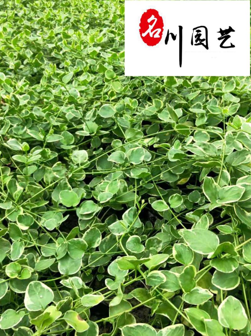 成都苗圃供应花叶蔓长春基地直销30-120公分现货
