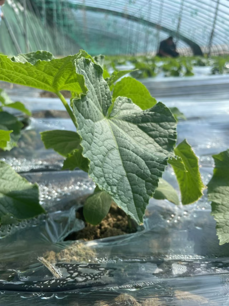 供应横扫水果黄瓜种苗白黄瓜苗