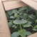供应横扫水果黄瓜种苗白黄瓜苗