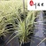 批发花叶芒杯苗花叶芒苗圃基地直销工程园林绿化观赏草