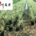 批发花叶芒杯苗花叶芒苗圃基地直销工程园林绿化观赏草