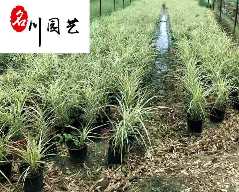 批发花叶芒杯苗花叶芒苗圃基地直销工程园林绿化观赏草