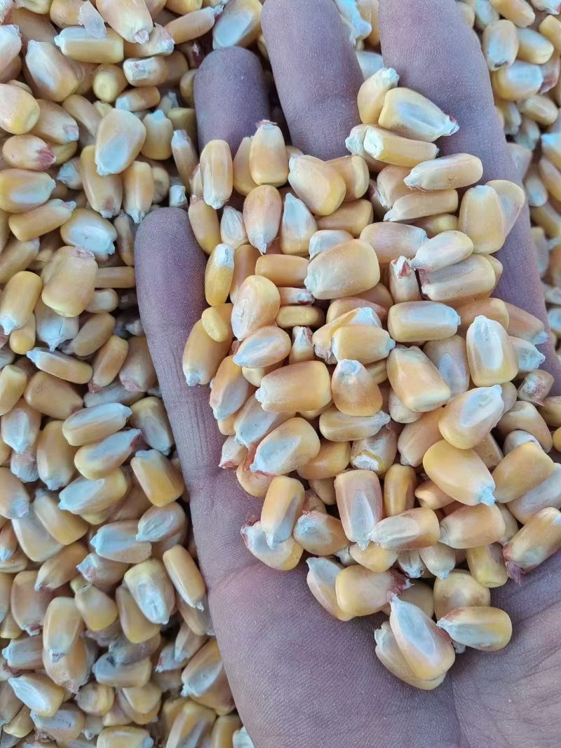 内蒙古玉米粒干玉米粮食玉米大吨位供应市场批发欢迎合作