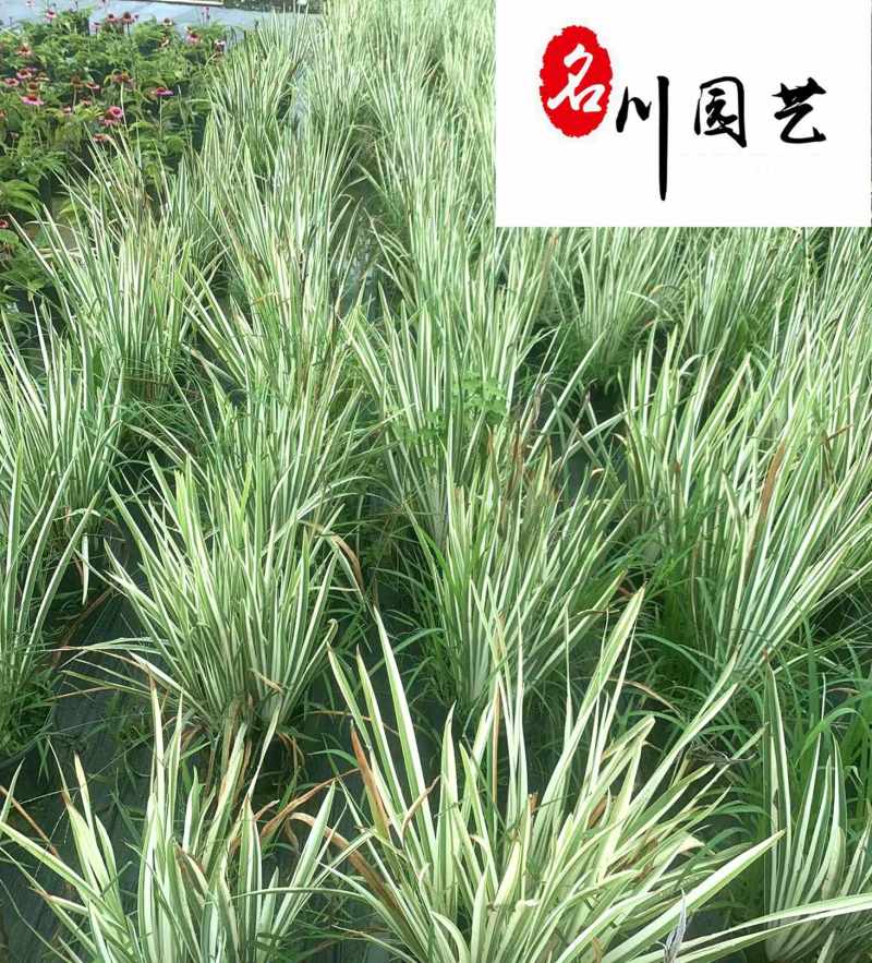 花叶玉蝉杯苗大量批发花境花坛湖边湿地观赏苗量大价优