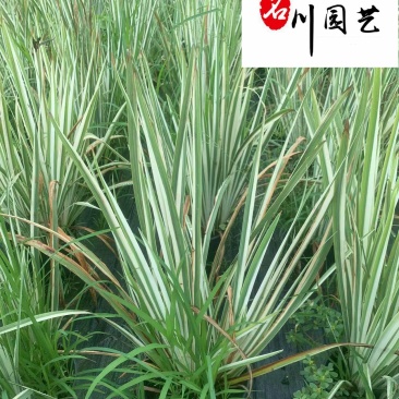花叶玉蝉杯苗大量批发花境花坛湖边湿地观赏苗量大价优