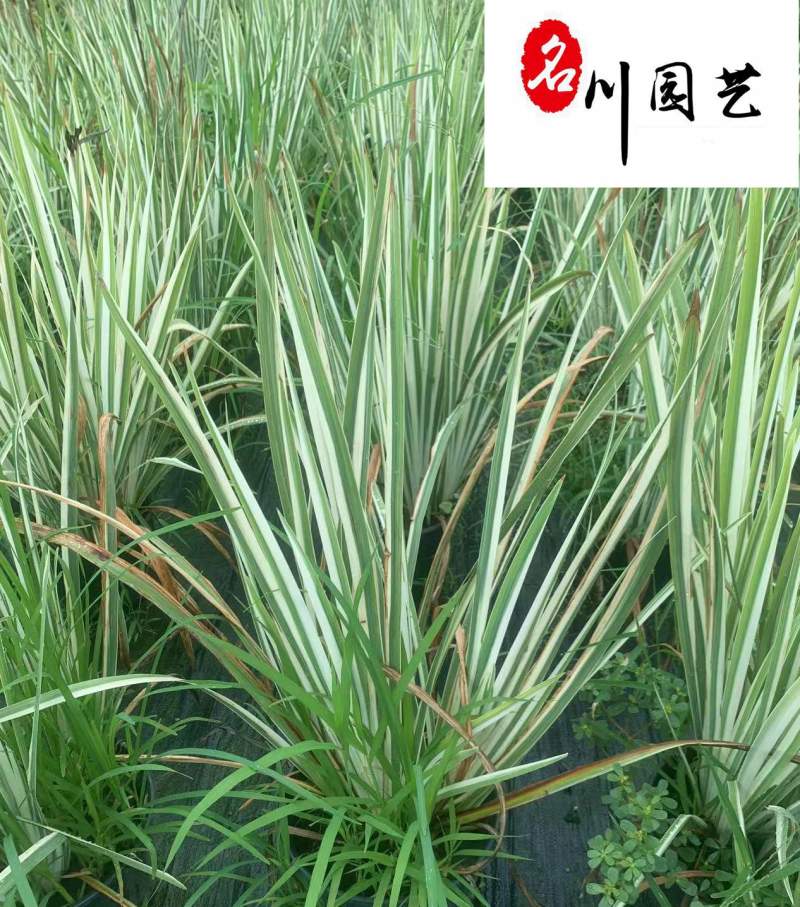 花叶玉蝉杯苗大量批发花境花坛湖边湿地观赏苗量大价优