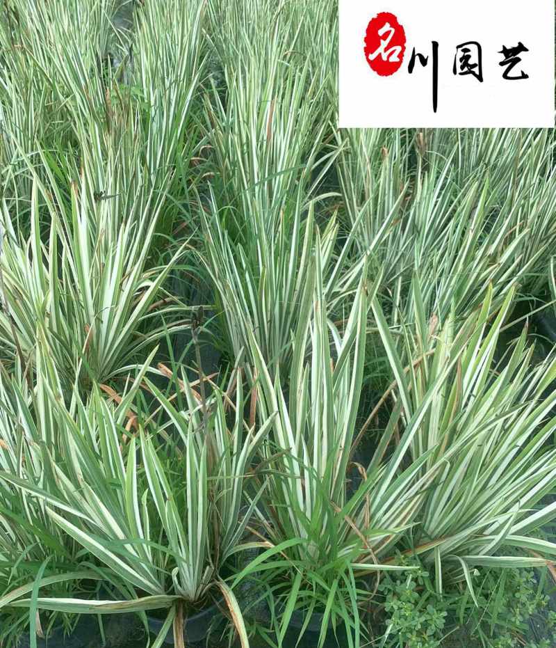 花叶玉蝉杯苗大量批发花境花坛湖边湿地观赏苗量大价优