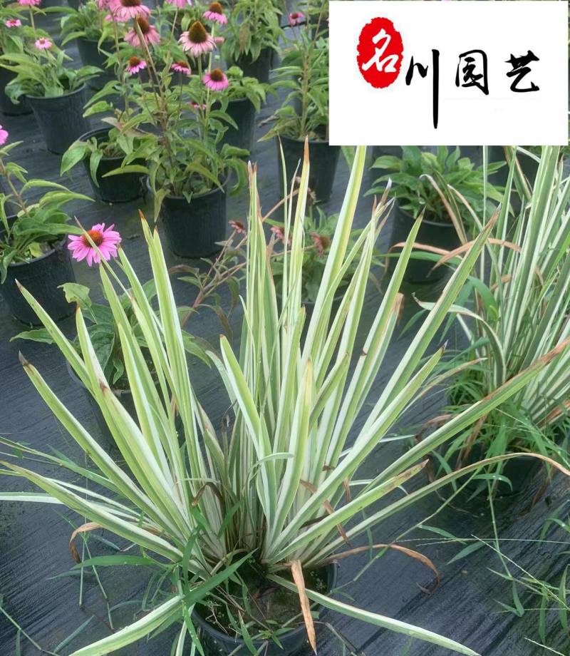 花叶玉蝉杯苗大量批发花境花坛湖边湿地观赏苗量大价优