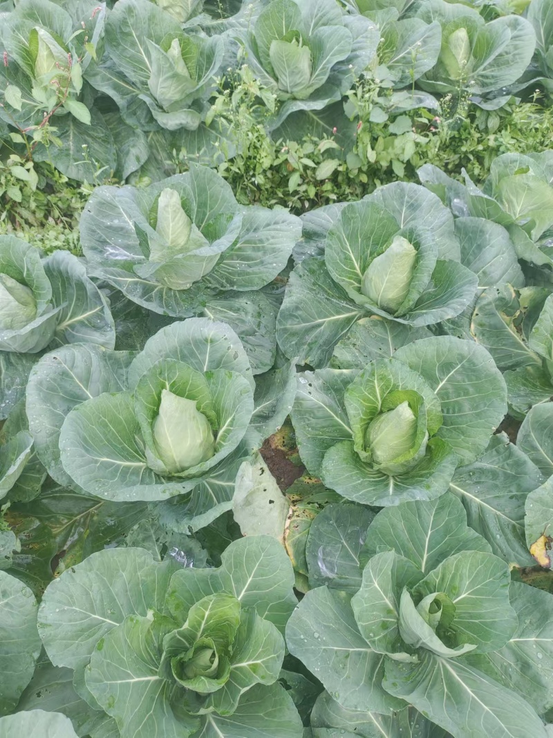 牛心菜牛心甘蓝菜基地直发价格美丽运输便利诚信为本欢迎选购