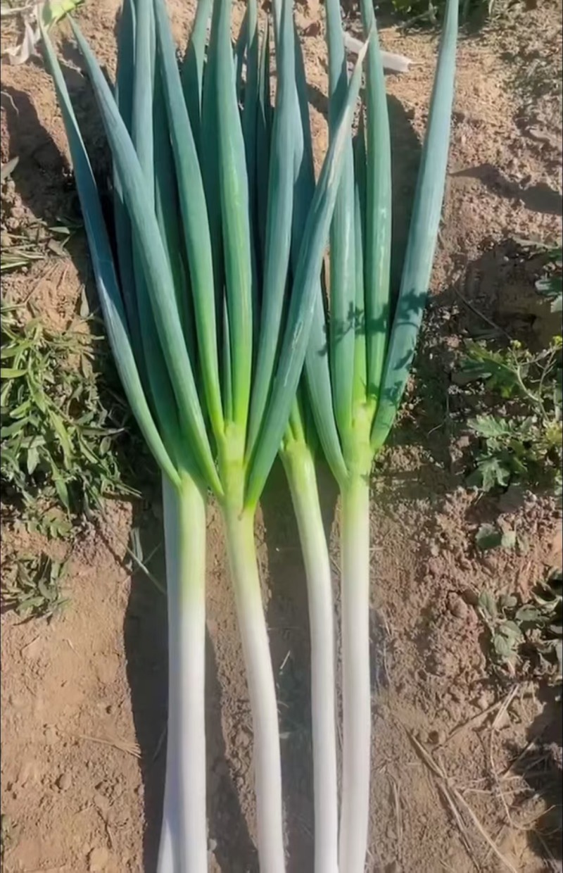 精品铁杆大葱，产地直发，货源充足，价格便宜，欢迎来电