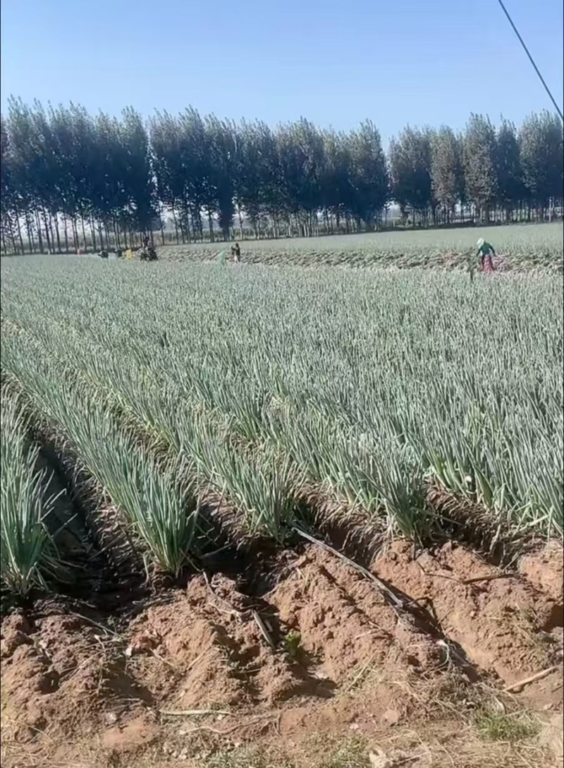 精品铁杆大葱，产地直发，货源充足，价格便宜，欢迎来电