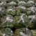 铁杆青香菜供应电商社区团购一手货源保质保量