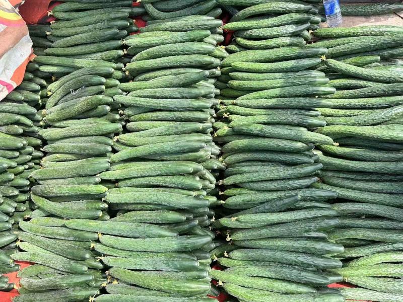 广东徐闻黄瓜密刺黄瓜产地直发品质保障对接全国