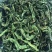 贡菜叶包子馅咋面条配菜产地直发长期供应