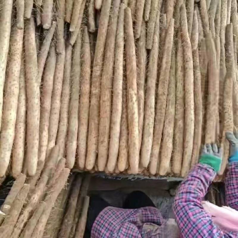 银川白玉山药大量上市基地直供质量保证一手货源全国发货