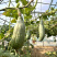 贵族丑瓜种子金丝板栗南瓜种子早熟春秋季播